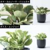 選べる ミニ 観葉植物 + ミニ観葉植物用育成ライト