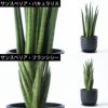 選べる ミニ 観葉植物 + ミニ観葉植物用育成ライト