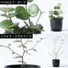 選べる ミニ 観葉植物 + ミニ観葉植物用育成ライト