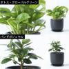 選べる ミニ 観葉植物 + ミニ観葉植物用育成ライト