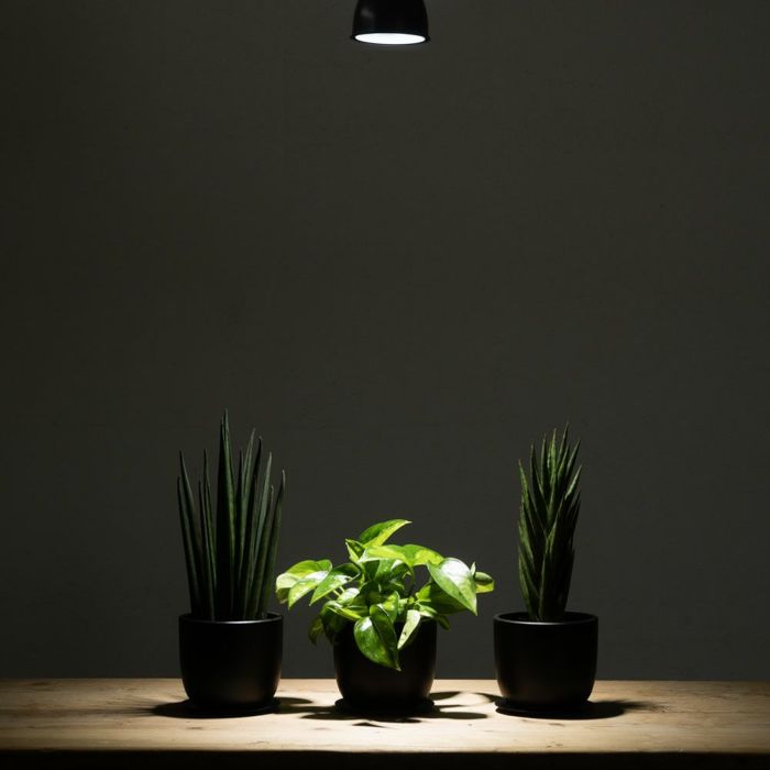 選べる ミニ 観葉植物 + ミニ観葉植物用育成ライト