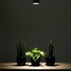 選べる ミニ 観葉植物 + ミニ観葉植物用育成ライト