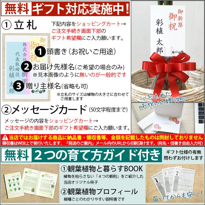 選べる ミニ 観葉植物 本物 + ミニ観葉植物用育成ライト リサイクル プラスチックポット