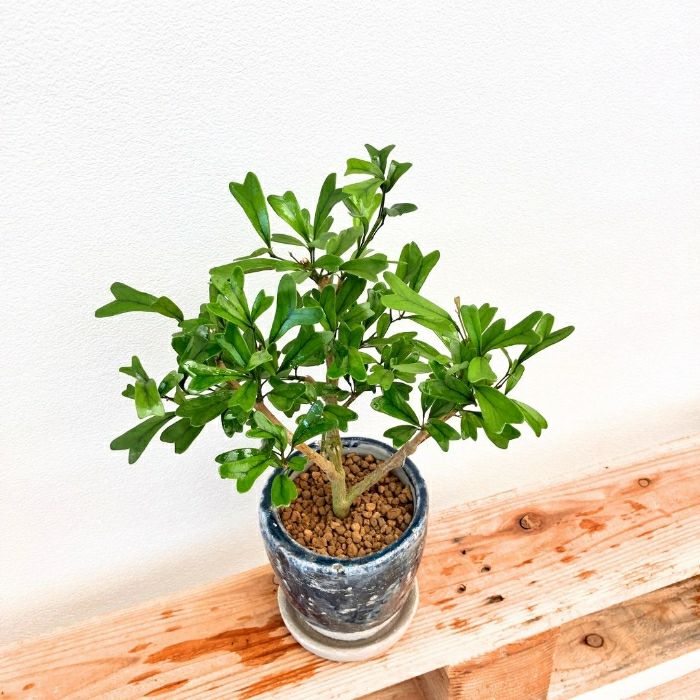 観葉植物現品販売