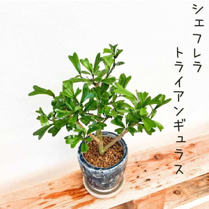 観葉植物現品販売