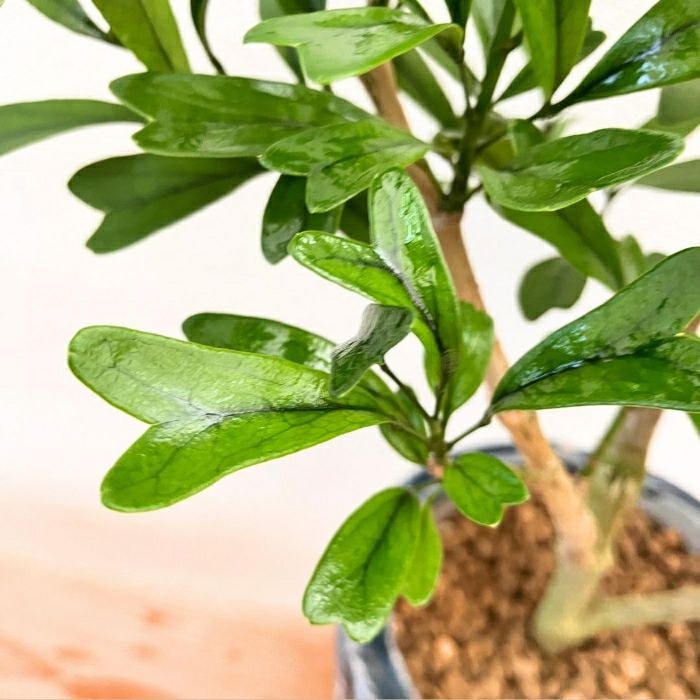 観葉植物現品販売