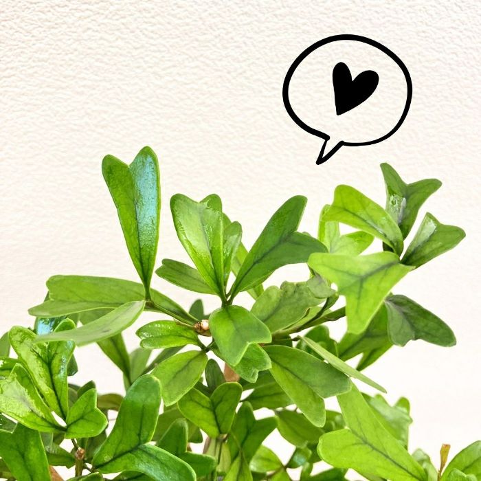 観葉植物現品販売