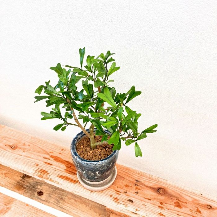 観葉植物現品販売