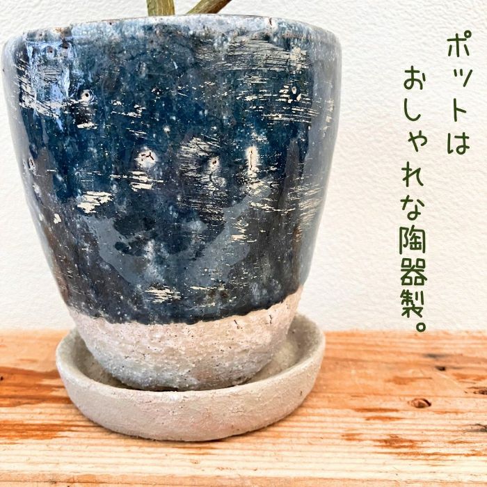 観葉植物現品販売