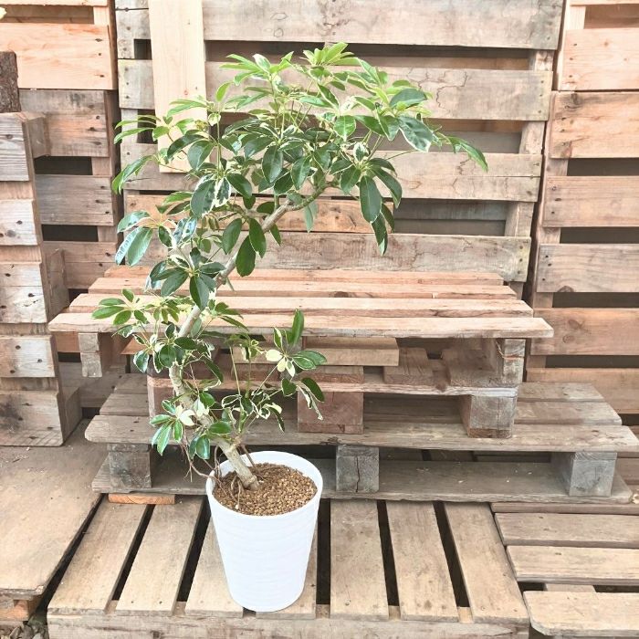 観葉植物現品販売