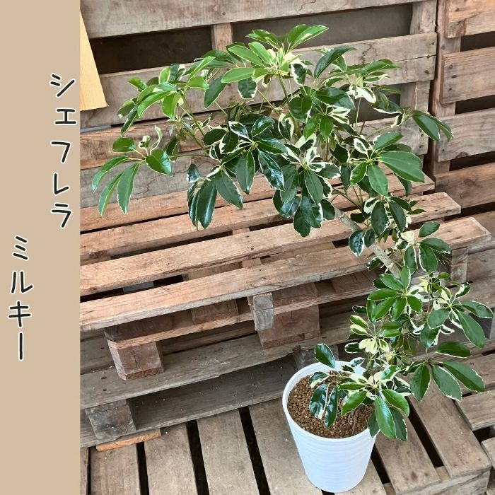 観葉植物現品販売