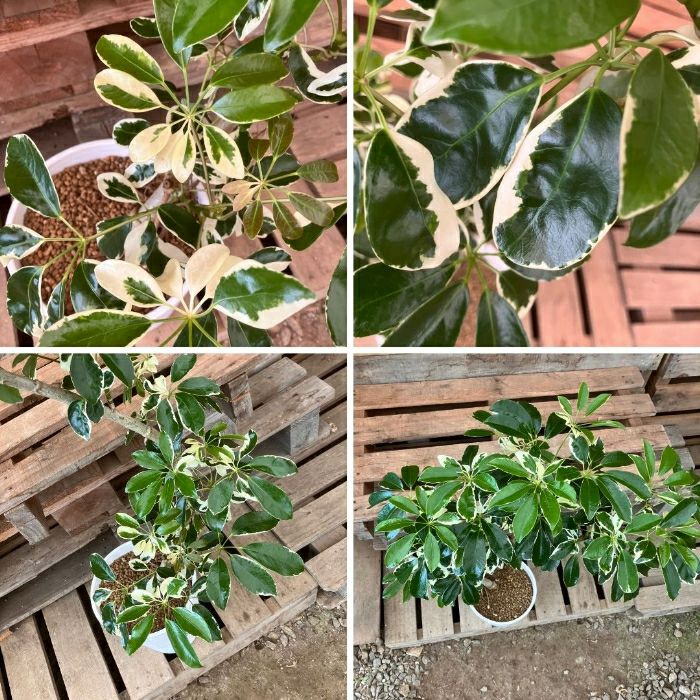 観葉植物現品販売