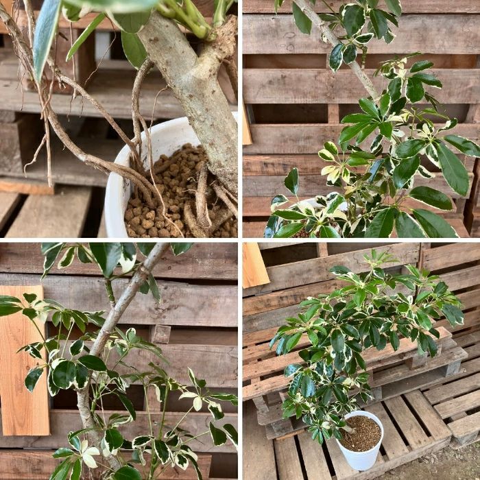 観葉植物現品販売