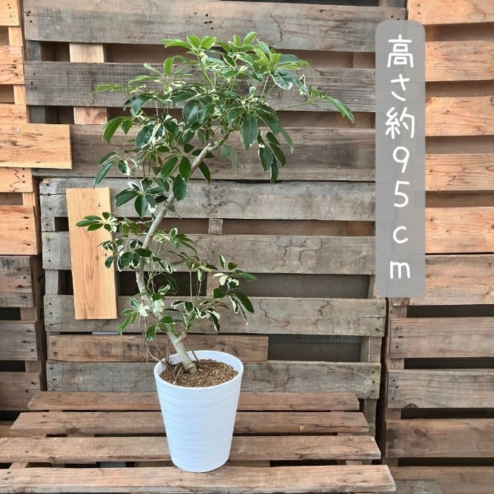 観葉植物現品販売