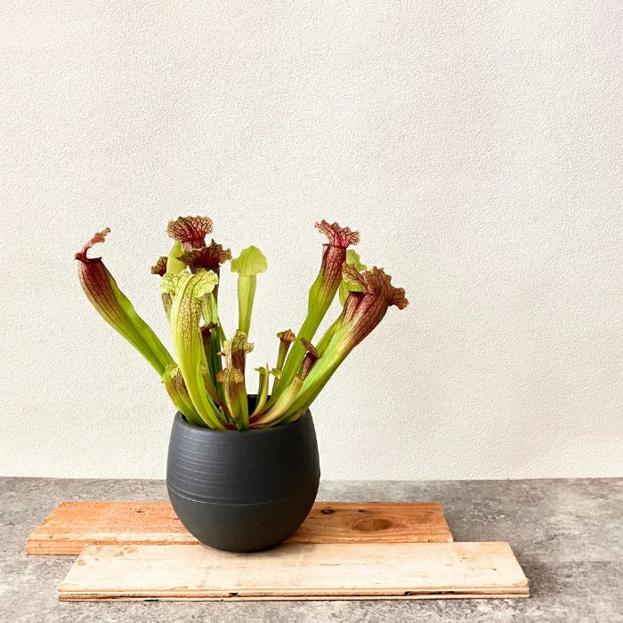 観葉植物現品販売