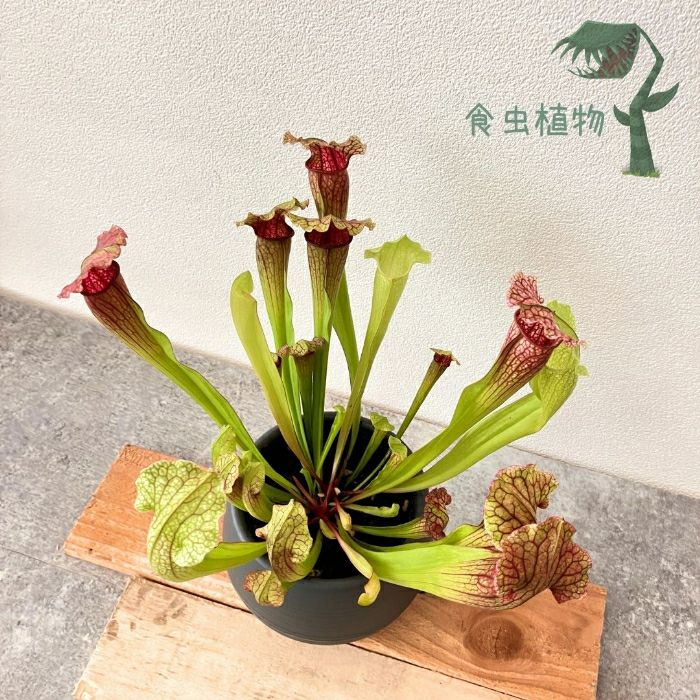観葉植物現品販売