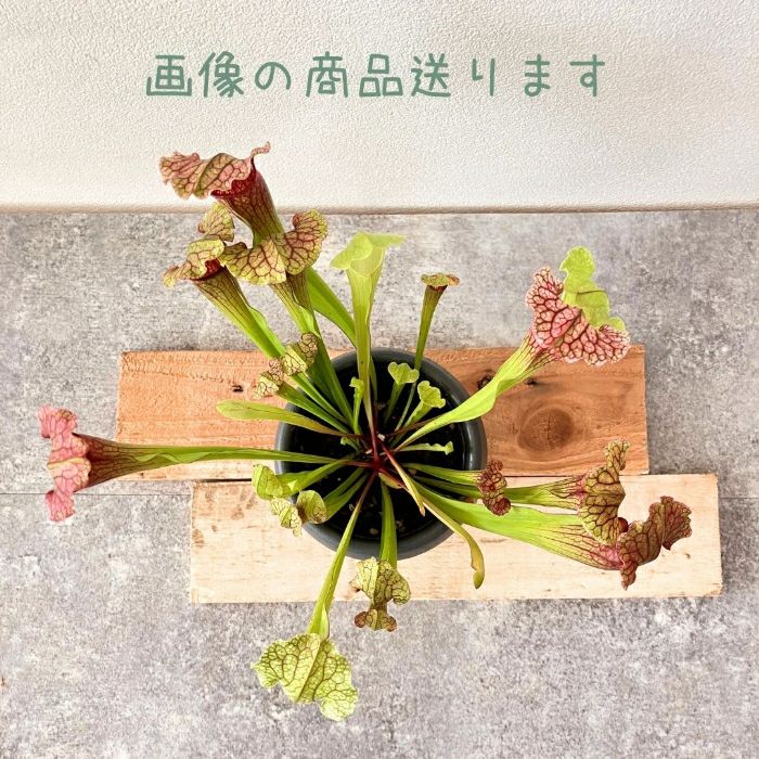 観葉植物現品販売