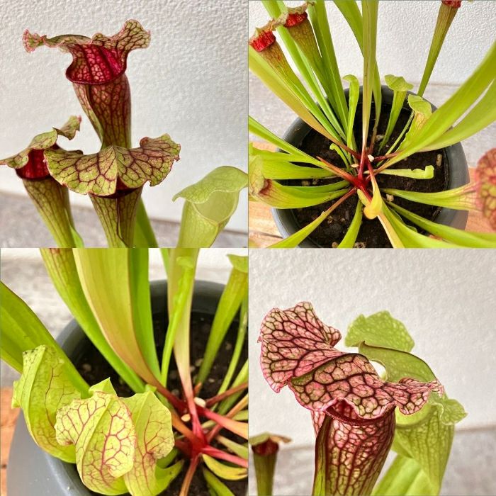 観葉植物現品販売