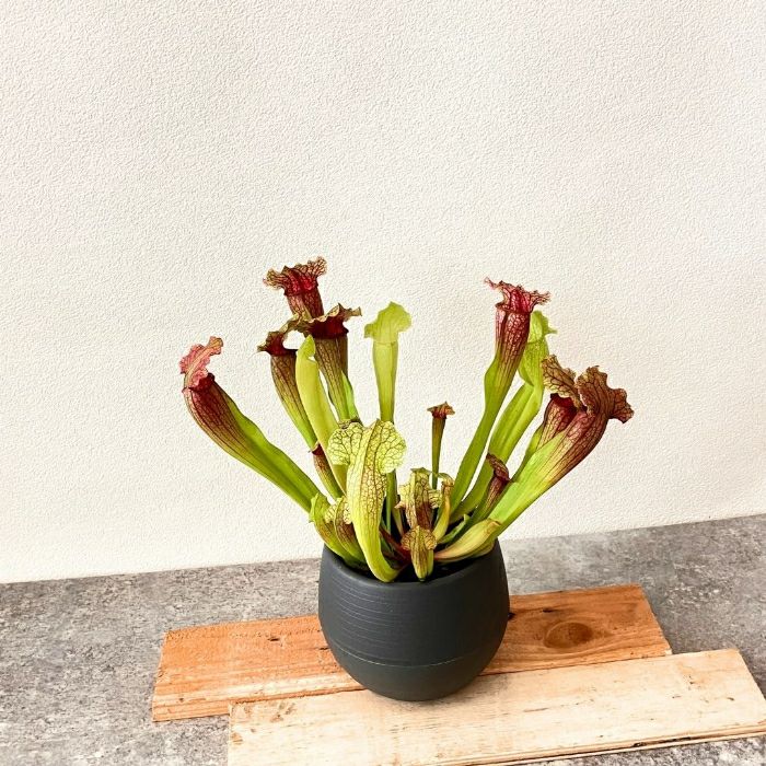 観葉植物現品販売