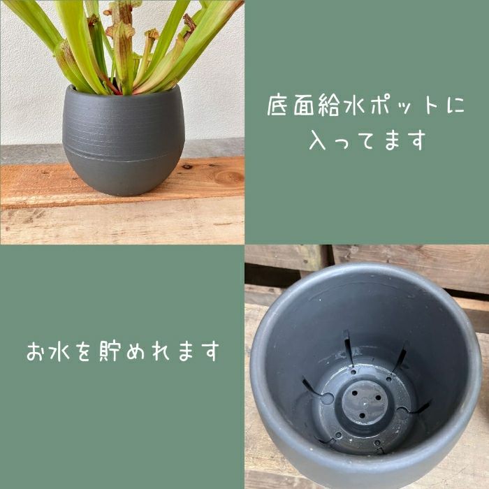 観葉植物現品販売
