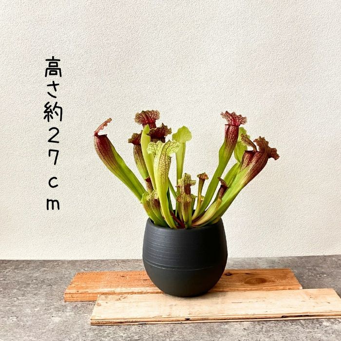 観葉植物現品販売