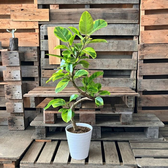 観葉植物現品販売