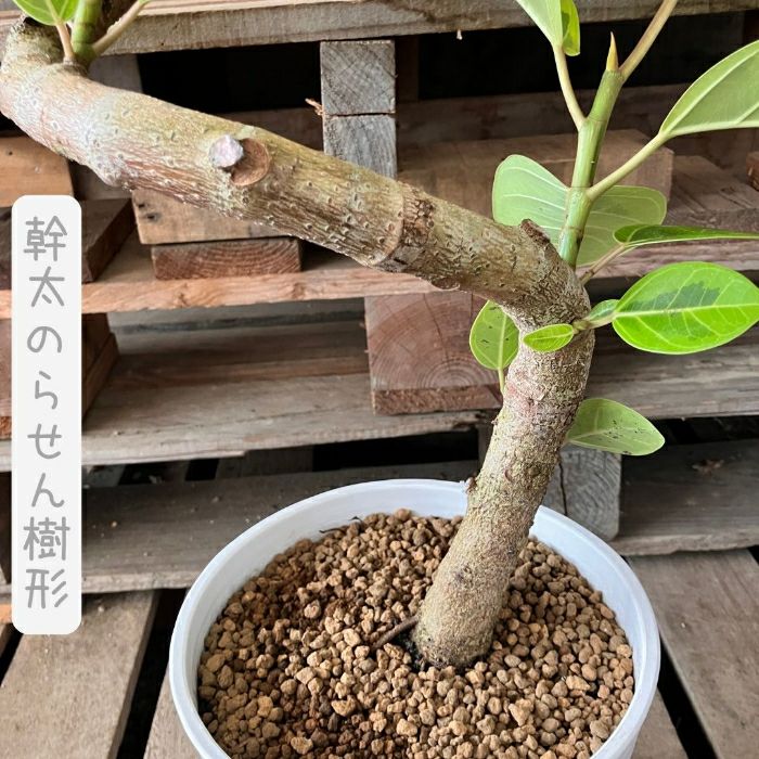 観葉植物現品販売