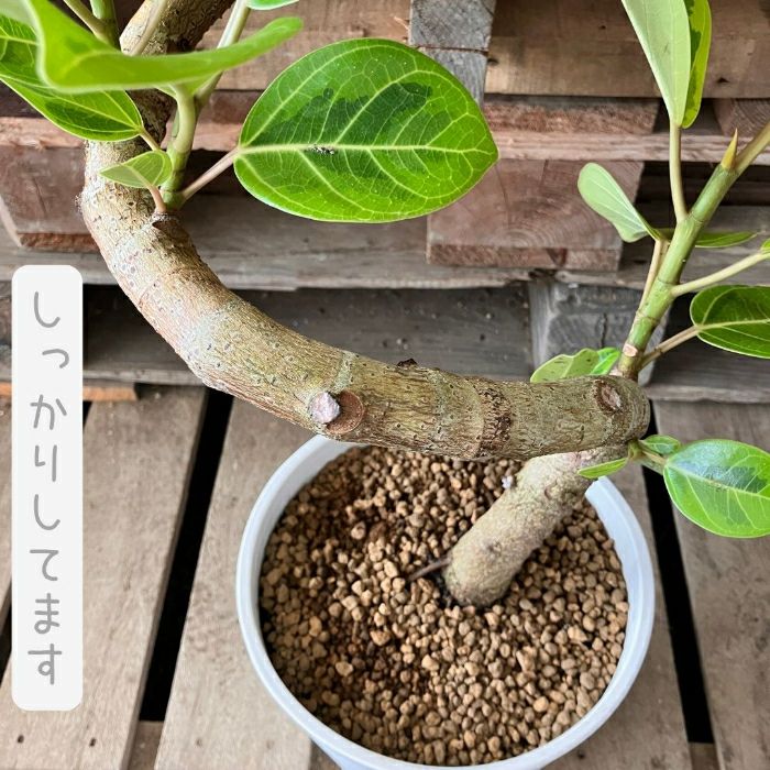 観葉植物現品販売