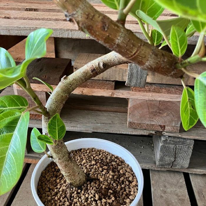 観葉植物現品販売