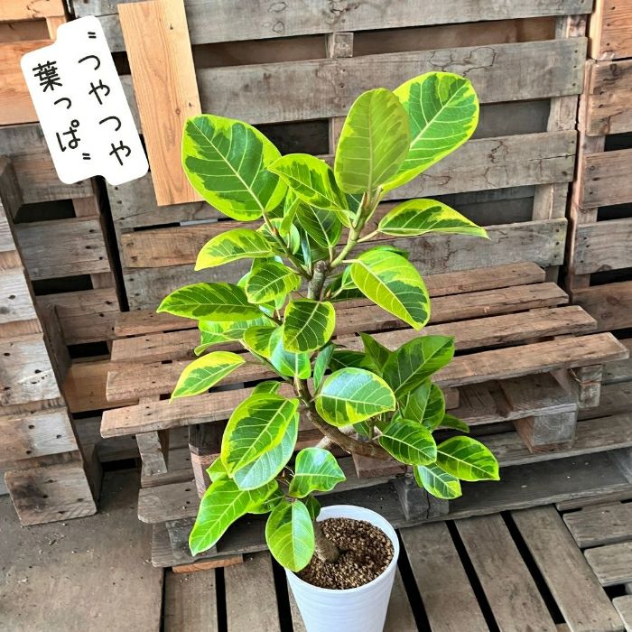 観葉植物現品販売