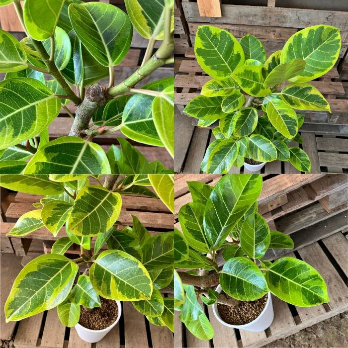 観葉植物現品販売