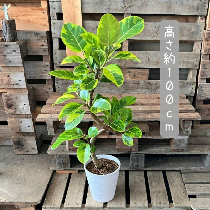 観葉植物現品販売