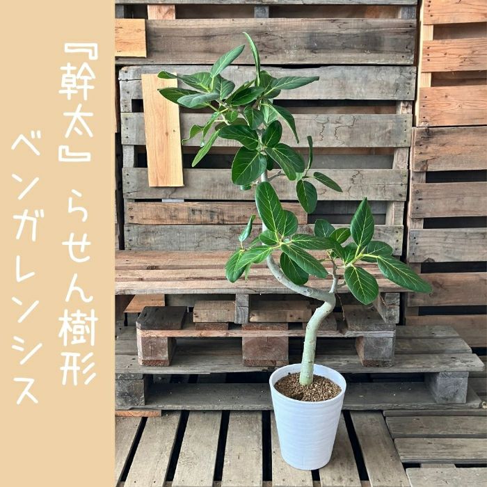 観葉植物現品販売