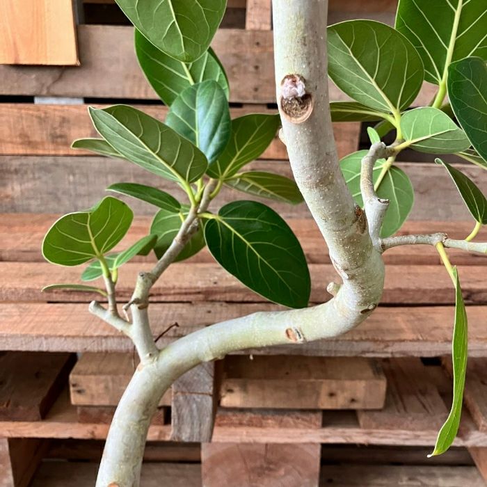 観葉植物現品販売