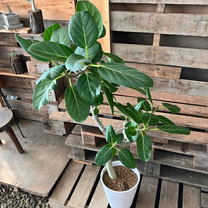 観葉植物現品販売