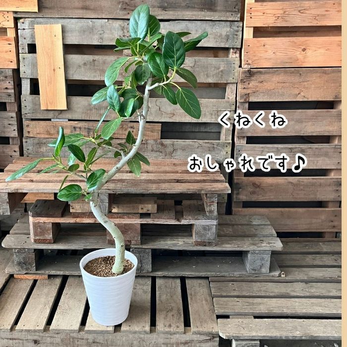 観葉植物現品販売