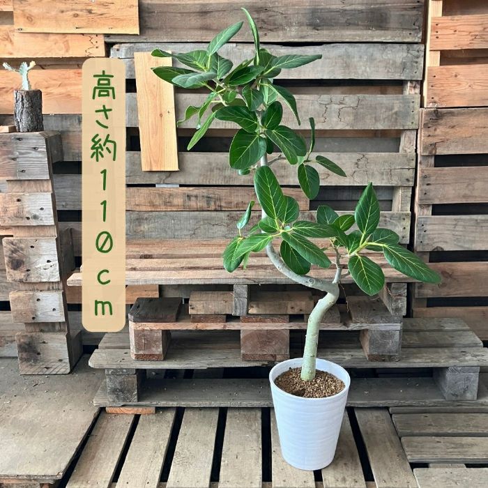 観葉植物現品販売