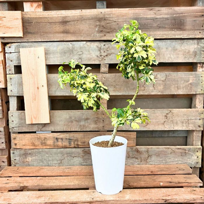 観葉植物現品販売