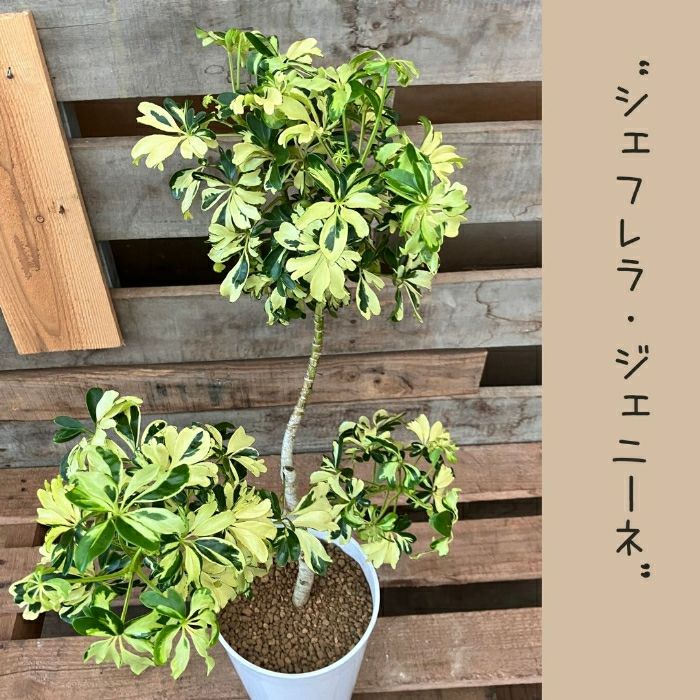 観葉植物現品販売