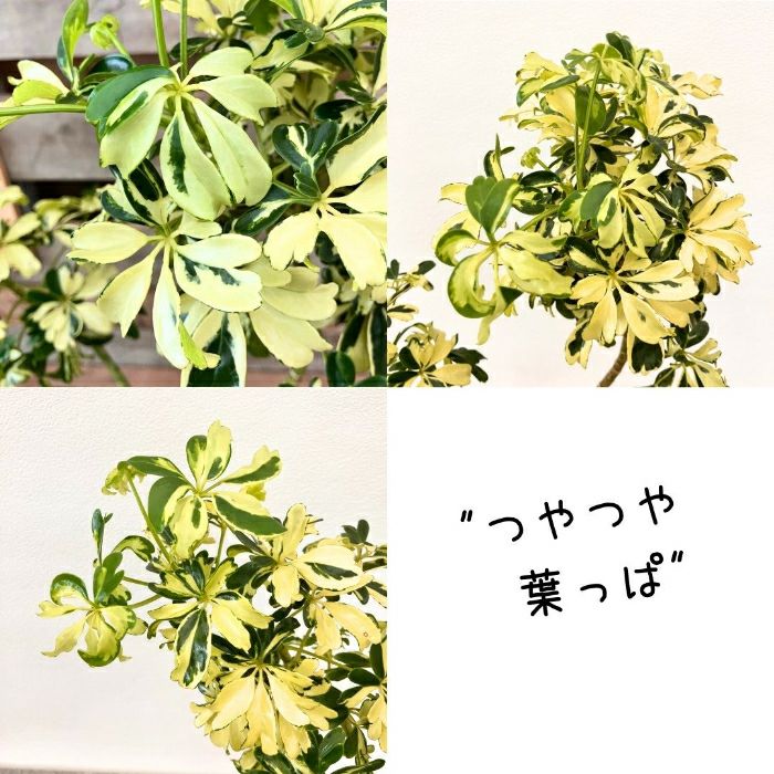 観葉植物現品販売