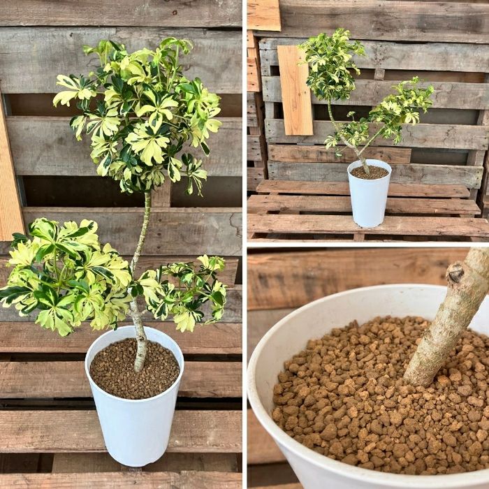 観葉植物現品販売