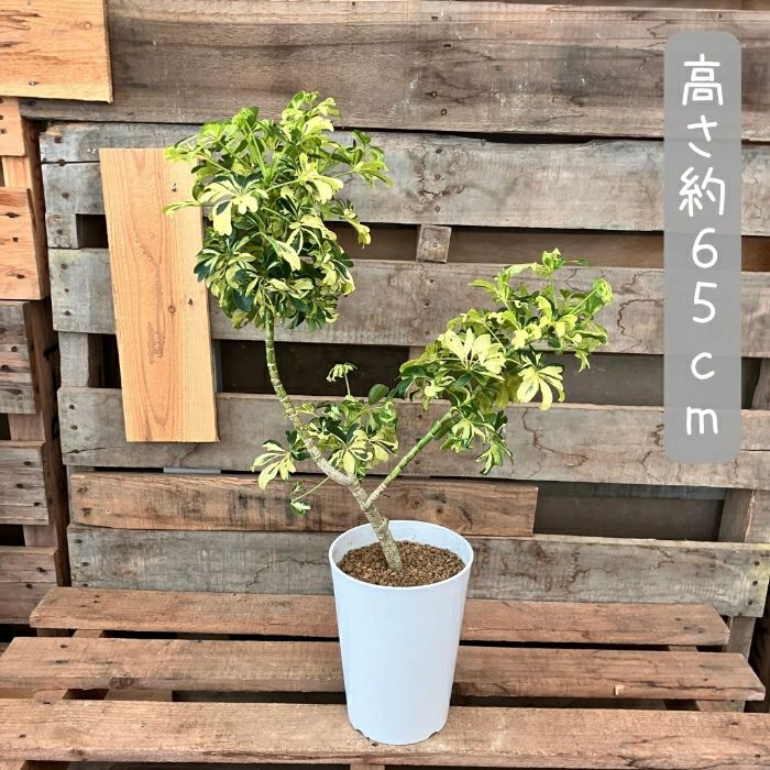 観葉植物現品販売