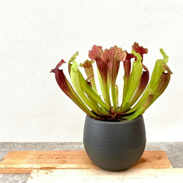 観葉植物現品販売