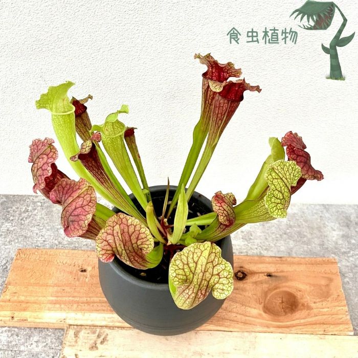 観葉植物現品販売