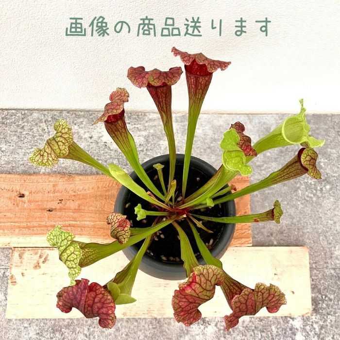 観葉植物現品販売