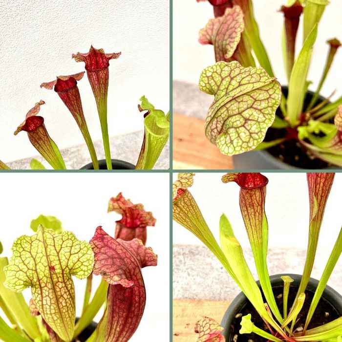 観葉植物現品販売