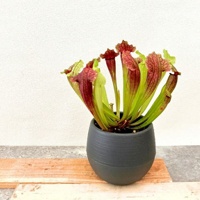 観葉植物現品販売