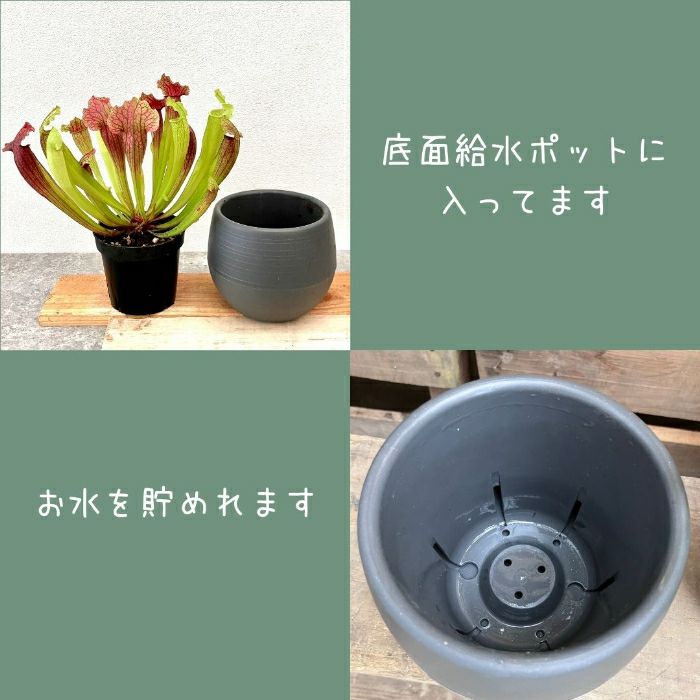 観葉植物現品販売
