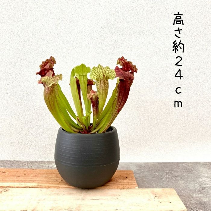 観葉植物現品販売