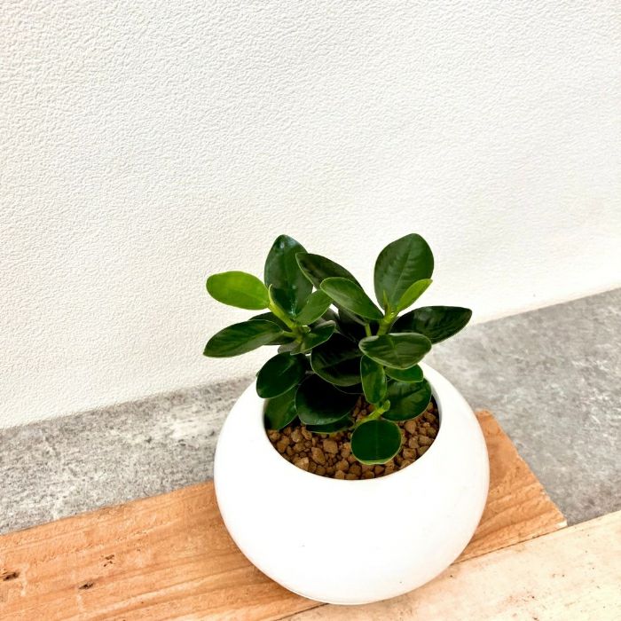 観葉植物現品販売